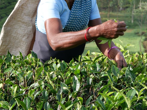 一个在山区茶园采摘茶叶的妇女图片下载