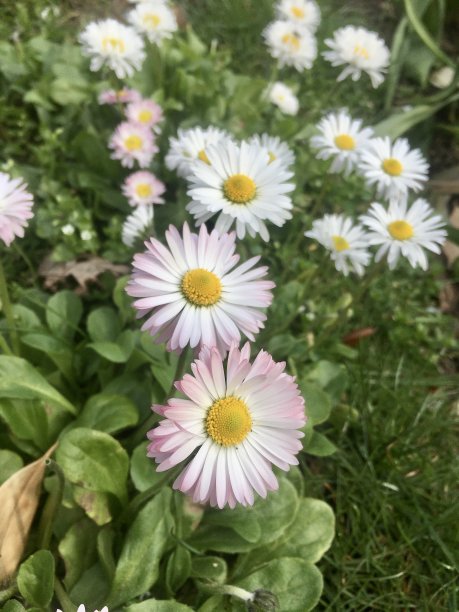 雏菊雏菊图片下载