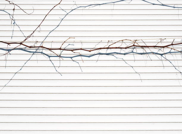 抽象的白色背景从水平板，藤的分支没有叶子和它的影子。图片下载