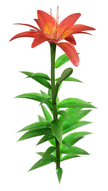 3D插图亚洲百合花在白色图片下载