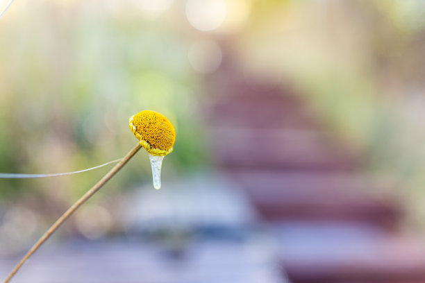 科罗拉多花园中冰冻的黄色花头的微距特写，模糊的背景显示纹理素材图片