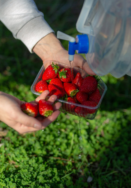 新鲜的草莓和清洗下水龙头库存照片图片下载
