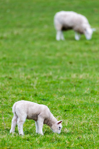 阴沉春日里在田野里吃草的苏格兰羔羊和绵羊图片下载