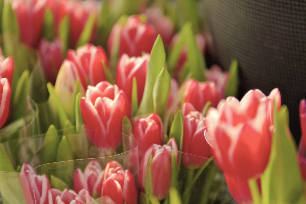 生机勃勃，美丽的郁金香出售，春天图片下载