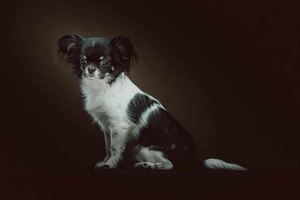 可爱的吉娃娃图片下载