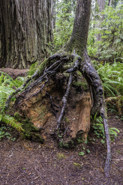 这是一种西方铁杉的章鱼树根，生长在一种已经死亡和腐烂的铁杉上。杰迪戴亚史密斯红杉州立公园;图片下载