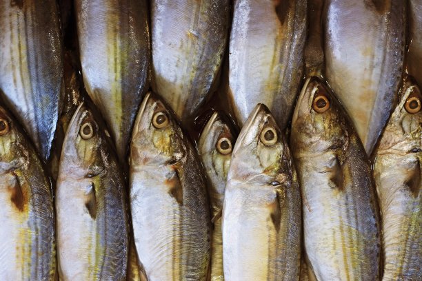 鲭鱼——曼谷新鲜市场。图片下载