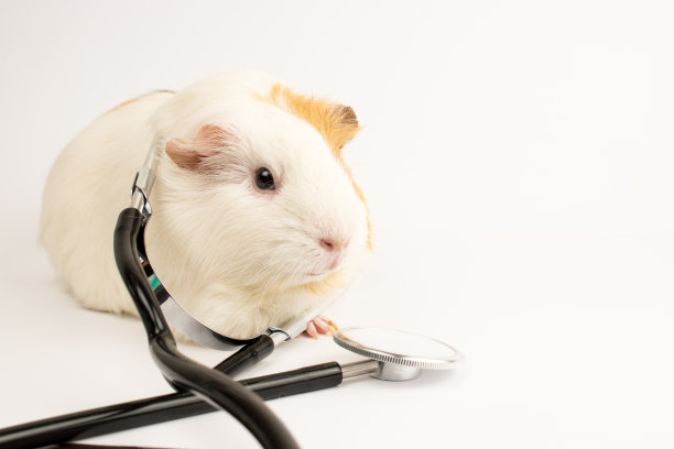 兽医那里的豚鼠。治疗白色豚鼠。图片下载