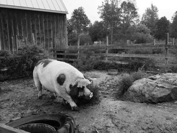 猪在泥图片下载