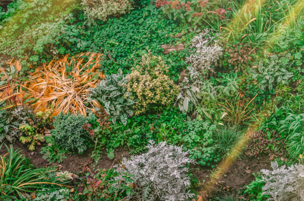 花在秋天的花园背景。秋天后院花园照片。俯视图，平放图片下载