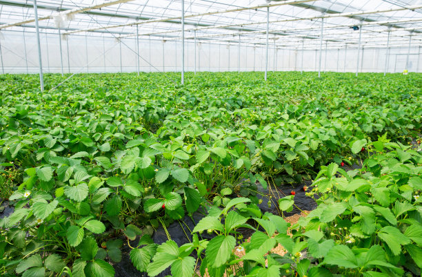 温室里的草莓田图片下载