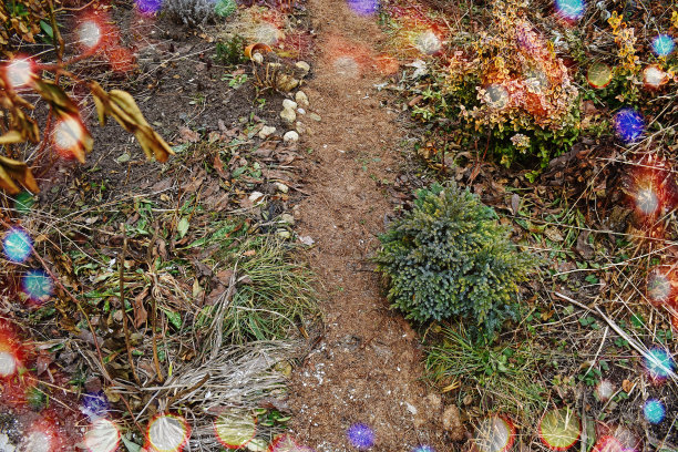 花在秋天的花园背景。秋天后院花园照片。俯视图，平放图片下载