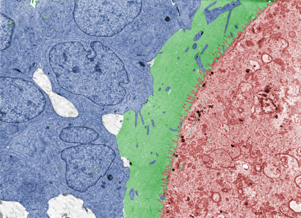 卵母细胞。透明带图片下载