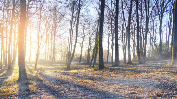 冰冻的灌木丛中的日出。图片下载