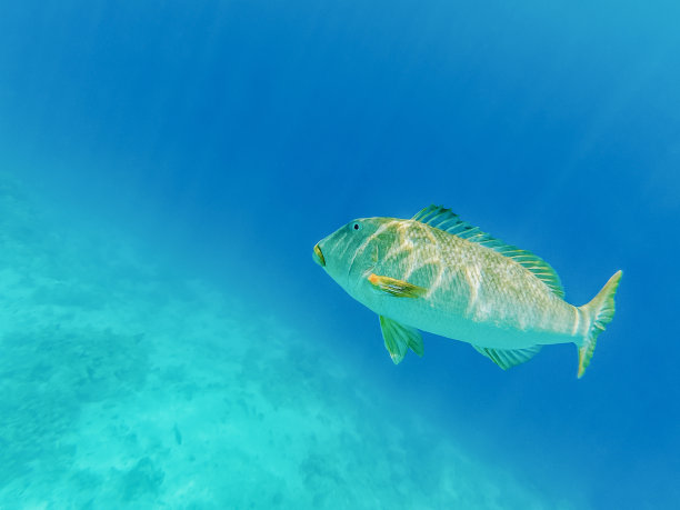 水下拍摄：黄唇裸颊鲷图片下载