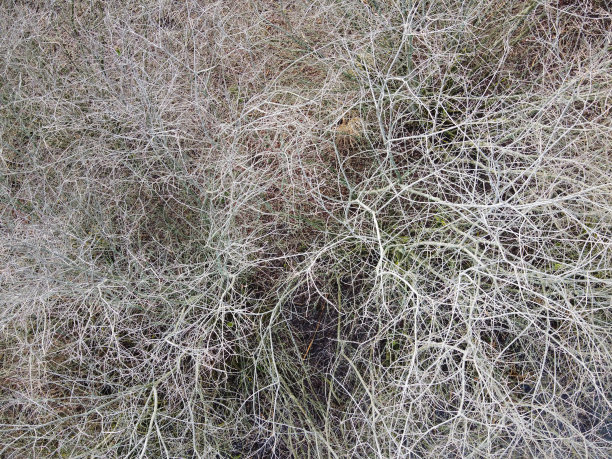 树在冬天的顶视图图片下载