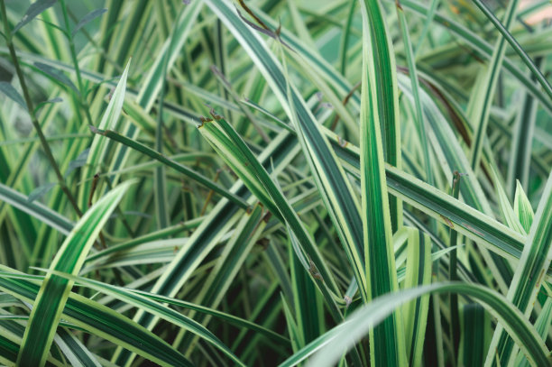 绿色植物叶片抽象背景。变形的效果。茂盛的绿色草地上的草叶。自然图案设计元素。完整的框架。冬天的自然背景。图片下载