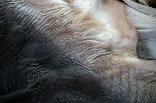 鲨鱼皮肤纹理平整。图片下载