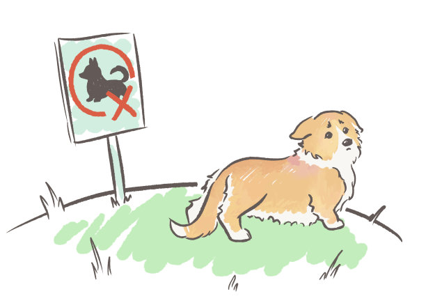 莎玛的威尔士矮脚狗图片下载