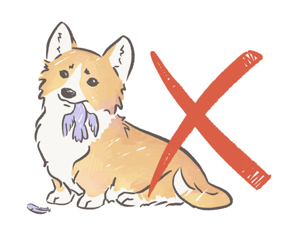 莎玛的威尔士矮脚狗图片下载