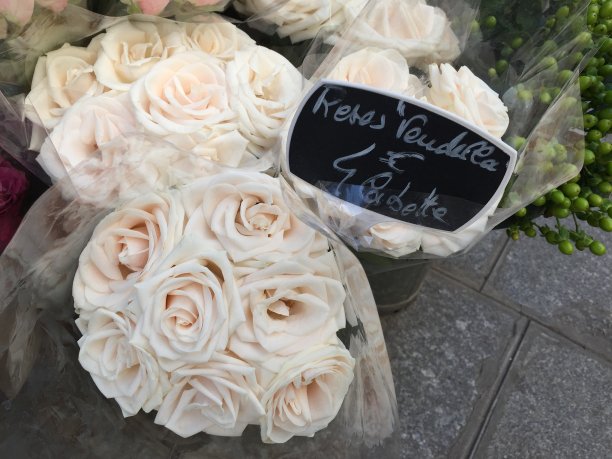 巴黎的白玫瑰图片下载