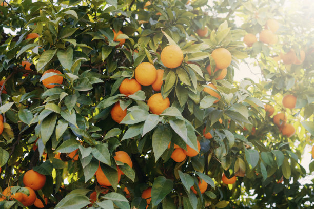 有很多橘子的树。图片下载