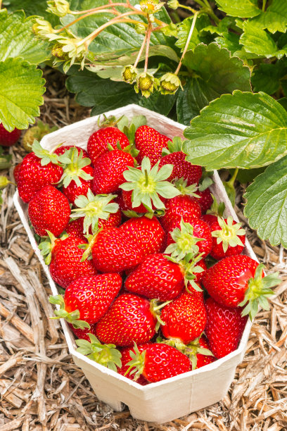满满一箱带草莓的成熟草莓图片下载