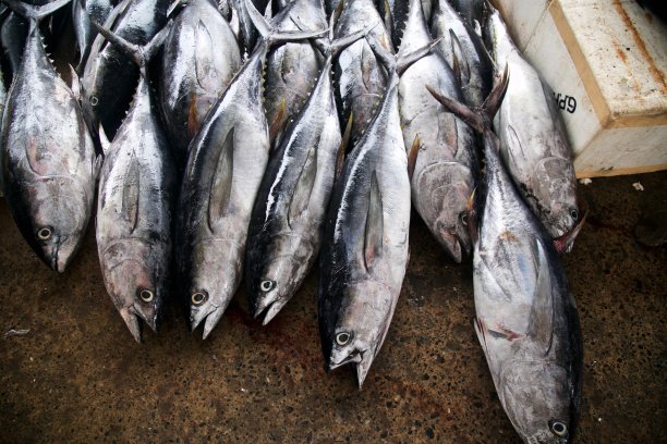 尼甘布鱼批发市场的金枪鱼图片下载