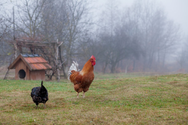 美丽的公鸡站在草地上在模糊的自然绿色背景。公鸡要啼叫了。图片下载