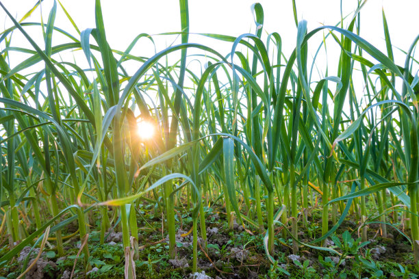 在阳光下的农田里收获大蒜图片下载