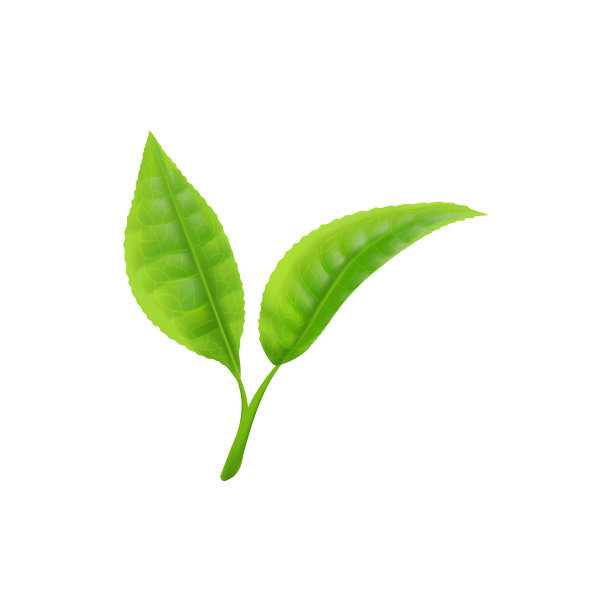 绿叶模型-茶或草药叶，现实的矢量插图孤立。图片下载