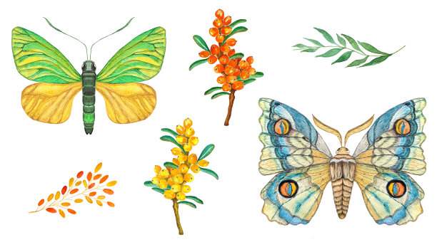 水彩设置与沙棘树枝和蝴蝶在白色的背景素材图片