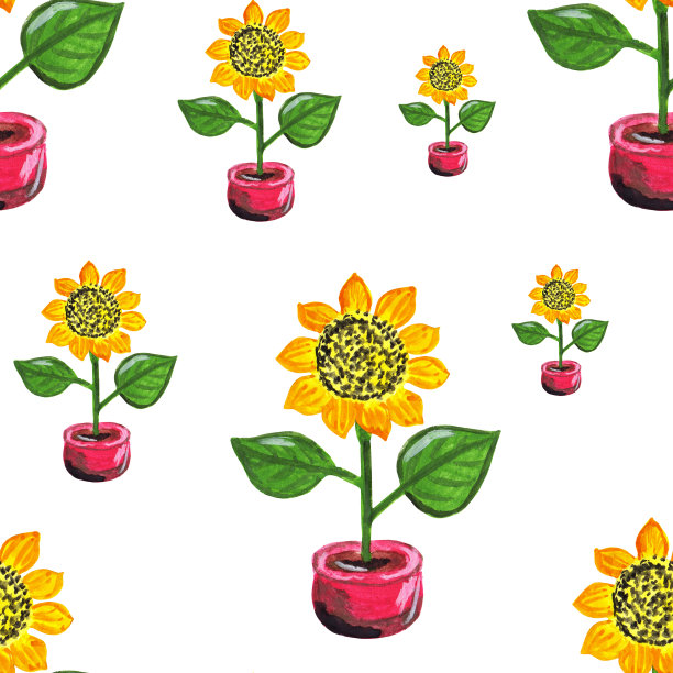 黄色的向日葵盛开在红色的花盆里，夏天的油籽花。无缝的花图案孤立在白色背景上。图片下载