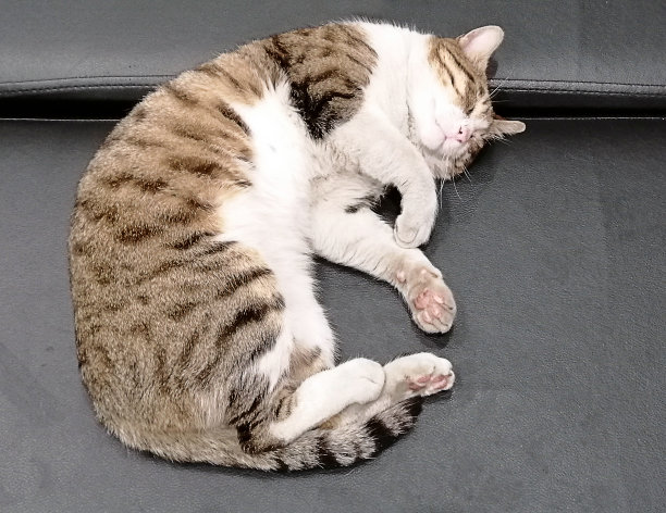 漂亮的小猫图片下载