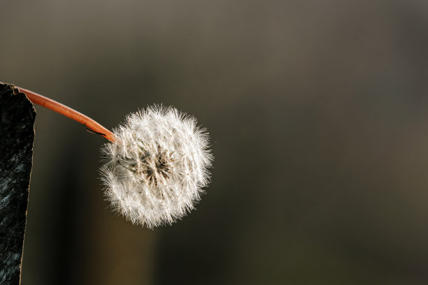 蒲公英在自然界中图片下载