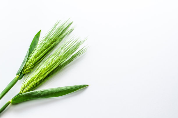 绿色的小麦图片下载