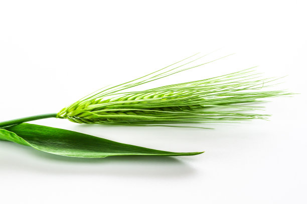 绿色的小麦图片下载