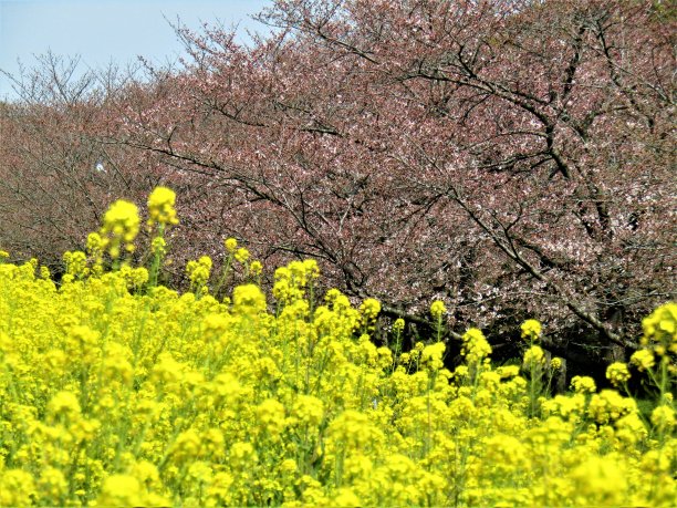 日本。3月。油菜田和公园里的樱花开始绽放。图片下载