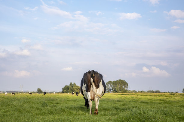孤独放牧的牛即使从后面，漫步走向地平线图片下载