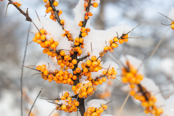 沙棘树枝在雪地里，背景是冬天的森林。有机浆果有很大的好处，用于医药，素食主义。图片下载