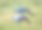 在纳米比亚北部的埃托沙国家公园，很少有蓝鹤走过大草原草地的照片图片下载