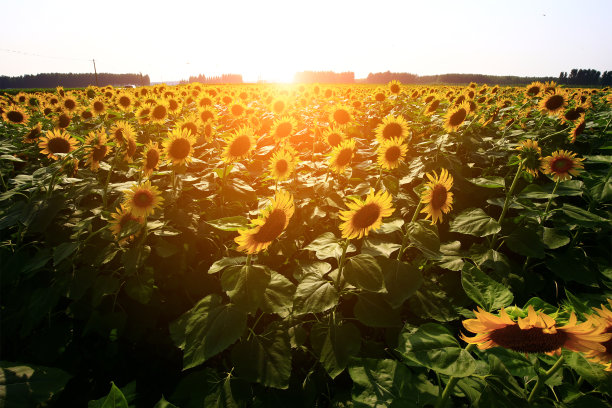 向日葵生长在野外图片下载