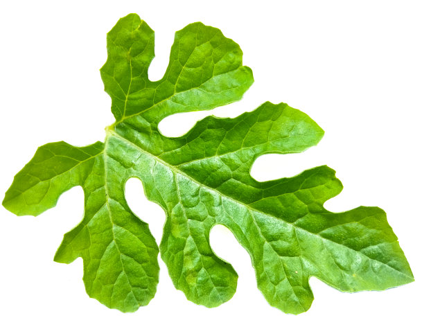 西瓜的叶子图片下载