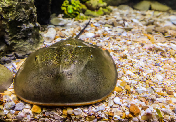 五颜六色的海鱼和朋友们图片下载