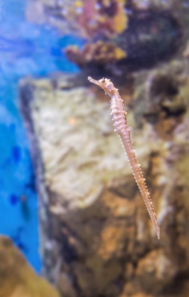 五颜六色的海鱼和朋友们图片下载