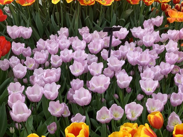 花园里有许多紫色的郁金香图片下载