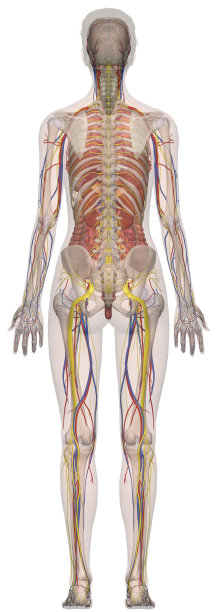 人体解剖学女性模型所有系统图片下载