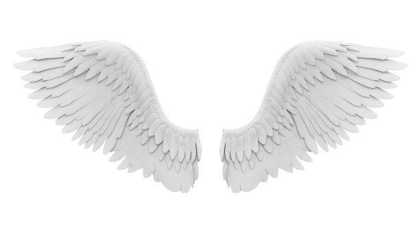 天使的翅膀孤立图片下载