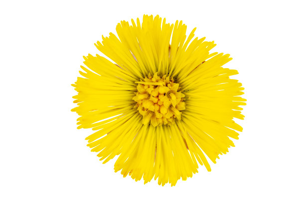 在白色背景上剪出的血块脚花头。图片下载