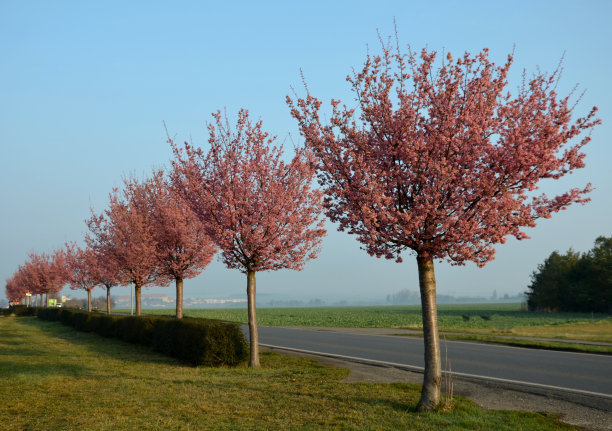 高:8 - 10米。花冠:宽瓶形到圆形，半开花冠，生长不定。树皮和枝干:树皮光滑，栗色，樱桃色图片下载